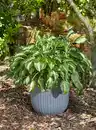 Bild 1 von Hosta in Sorten Funkien in Sorten 30 cm 5 L Container