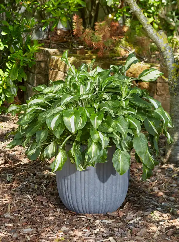 Bild 1 von Hosta in Sorten Funkien in Sorten 30 cm 5 L Container