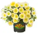 Bild 1 von Petunia Bee´s Knees Petunie H 20 cm 5 L Container gelb