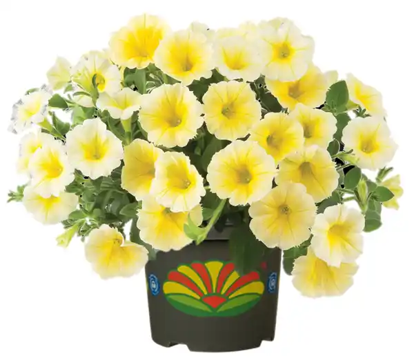 Bild 1 von Petunia Bee´s Knees Petunie H 20 cm 5 L Container gelb