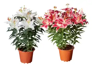 Lilien orientalisch