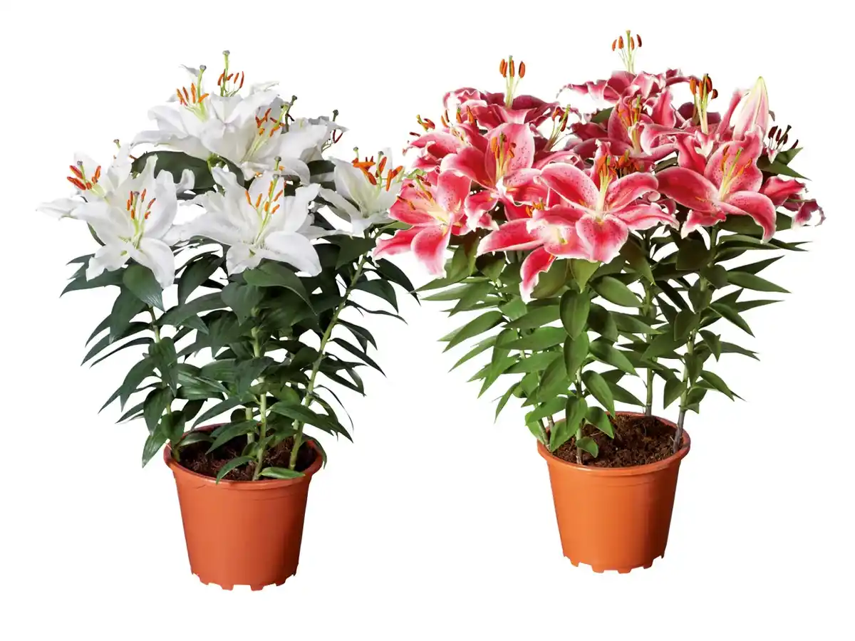 Bild 1 von Lilien orientalisch