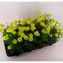 Bild 1 von Studentenblume, Tagetes Patula-Hybriden , Blüte: gemischt, kleinblütig