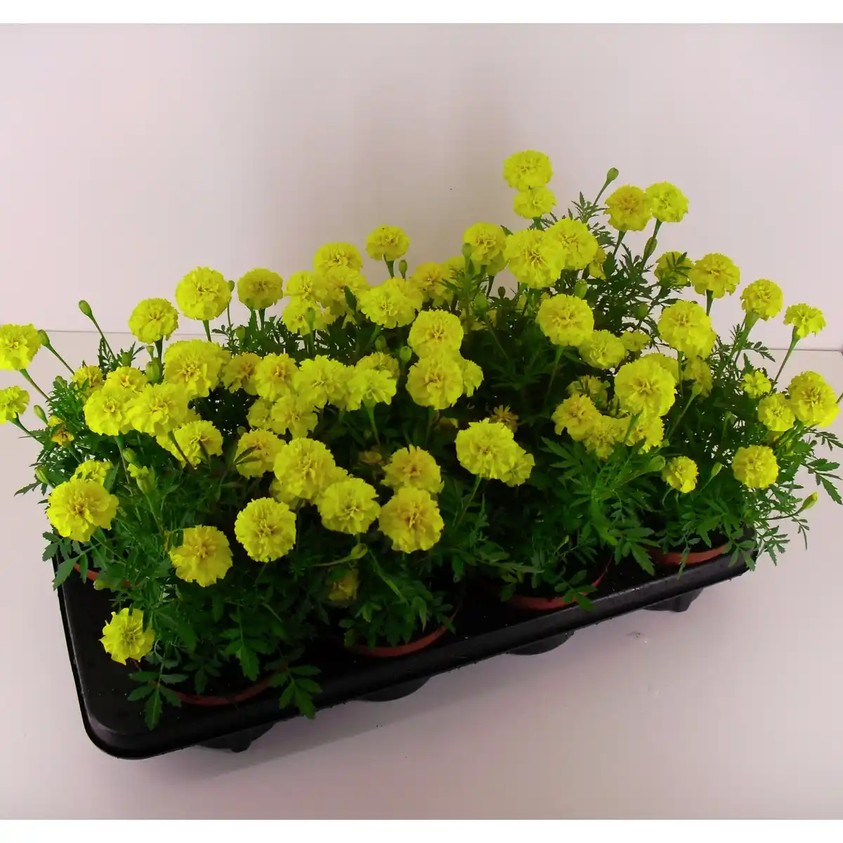 Bild 1 von Studentenblume, Tagetes Patula-Hybriden , Blüte: gemischt, kleinblütig