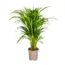 Bild 3 von GARDENLINE Grünpflanze