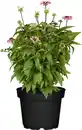 Bild 1 von Purpur Sonnenhut Echinacea 23 cm Topf