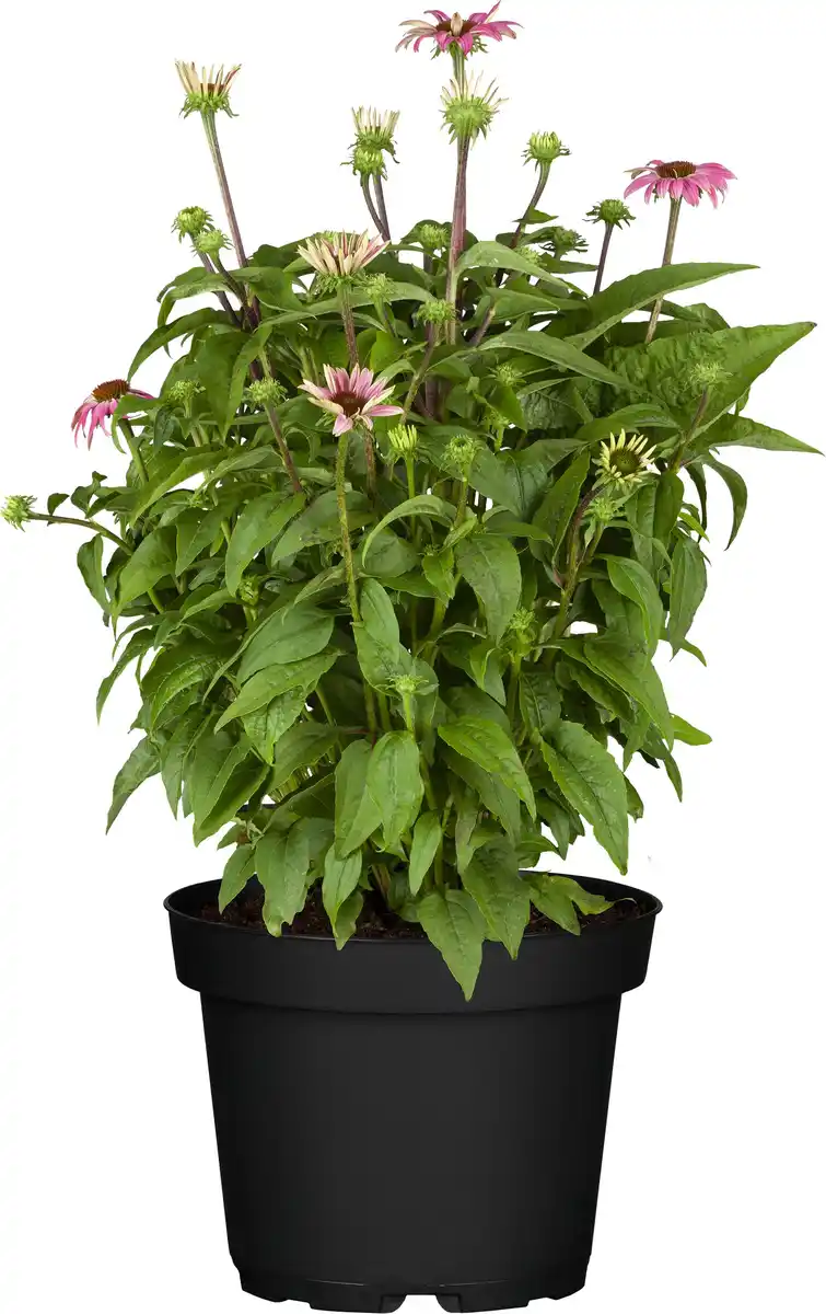 Bild 1 von Purpur Sonnenhut Echinacea 23 cm Topf