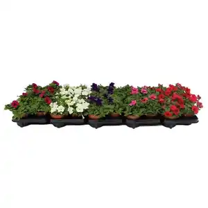 Petunie, Petunia grandiflorum , Blüte: gemischt, einfach