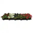 Bild 1 von Petunie, Petunia grandiflorum , Blüte: gemischt, einfach