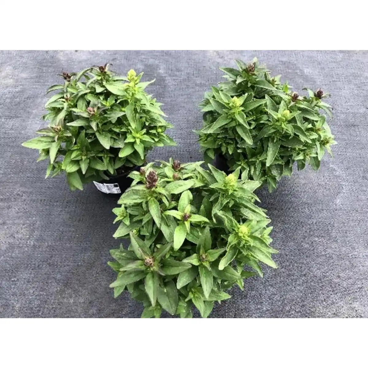 Bild 1 von Loewenmaeulchen, Anthirrhinum Hybriden, Blüte: gemischt, einfach