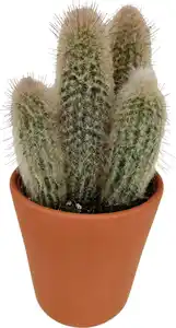 Kakteen Cactus in terracotta 11 cm Topf