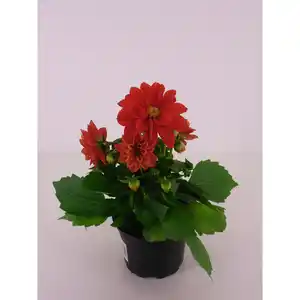 Dahlie, Dahlia Hybriden, Blüte: gemischt, großblütig