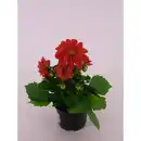 Bild 1 von Dahlie, Dahlia Hybriden, Blüte: gemischt, großblütig