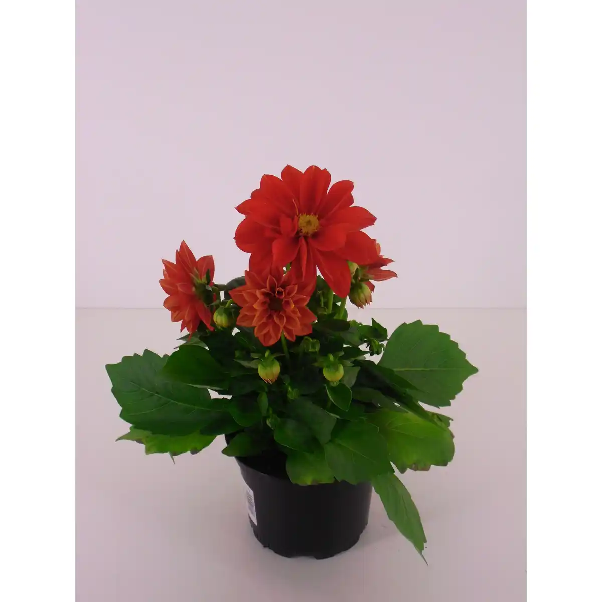 Bild 1 von Dahlie, Dahlia Hybriden, Blüte: gemischt, großblütig