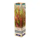 Bild 3 von GARDENLINE Ziergras
