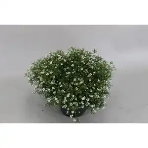 Schleierkraut, Gypsophila muralis, Blüte: gemischt, einfach