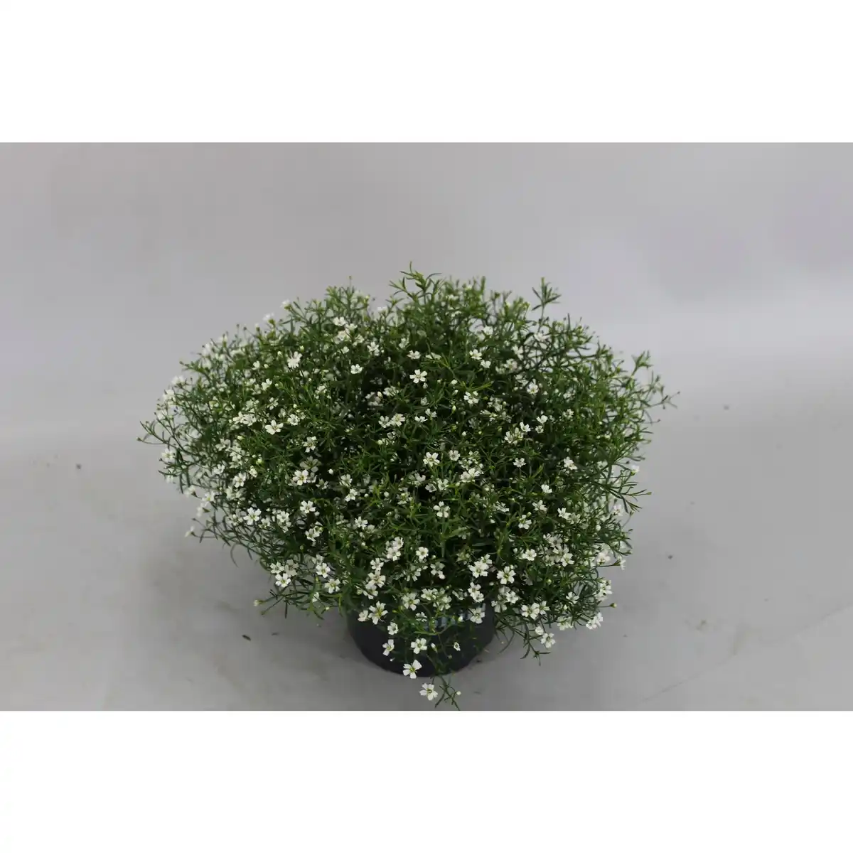 Bild 1 von Schleierkraut, Gypsophila muralis, Blüte: gemischt, einfach