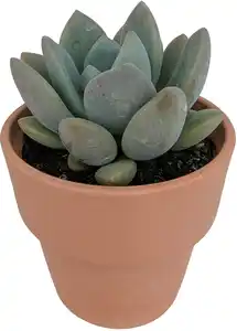 Cactaceae Sukkulenten 12 cm im 13 cm Topf