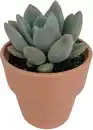 Bild 1 von Cactaceae Sukkulenten 12 cm im 13 cm Topf