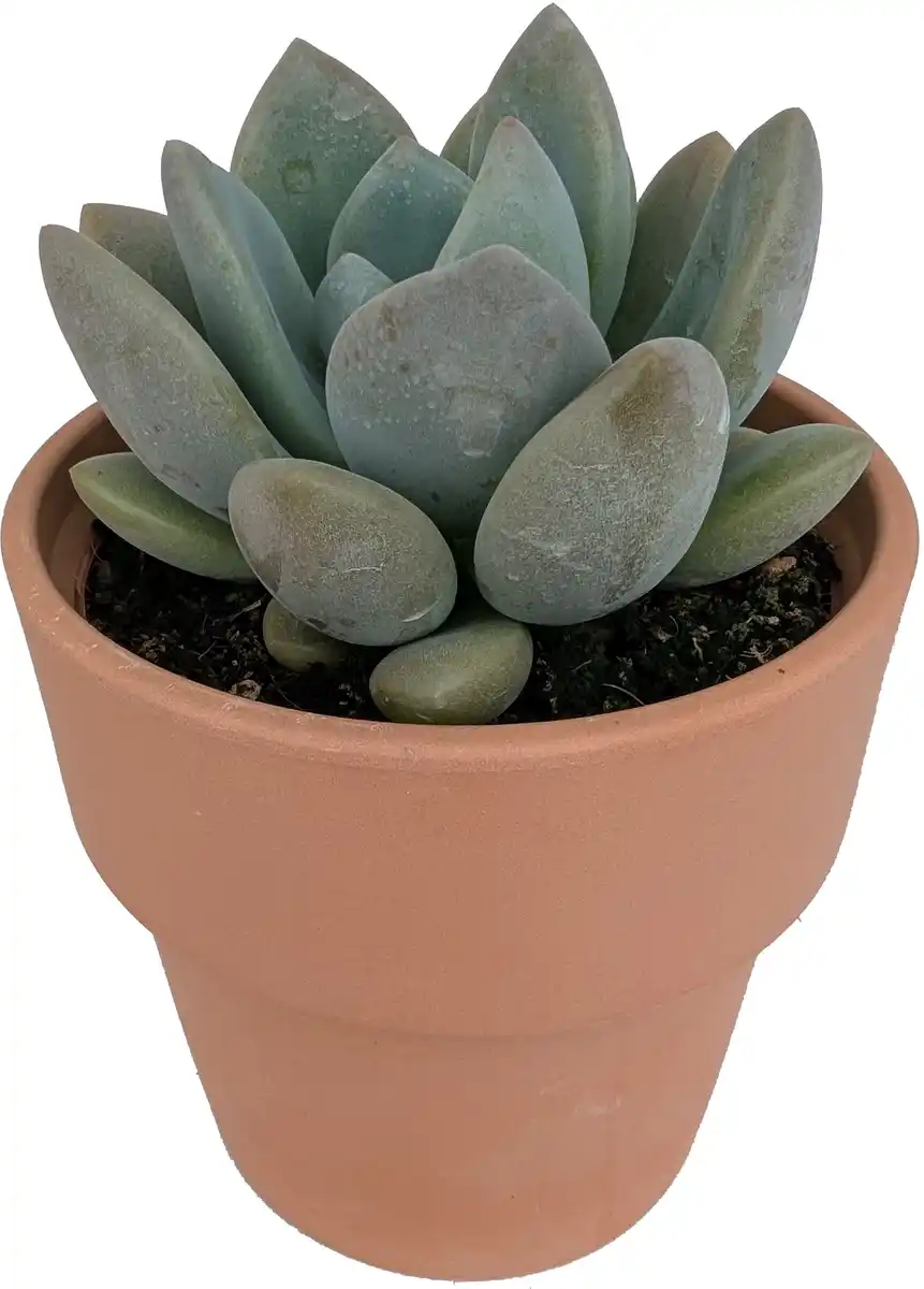 Bild 1 von Cactaceae Sukkulenten 12 cm im 13 cm Topf