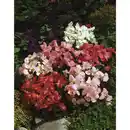 Bild 1 von Eisbegonie, Begonia semperflorens, Blüte: gemischt, einfach