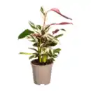 Bild 2 von GARDENLINE Grünpflanze