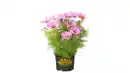 Bild 1 von Cosmea Schmuckkörbchen H 40 cm 5 L Container