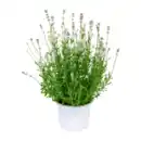 Bild 3 von GARDENLINE Lavendel