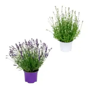 GARDENLINE Lavendel