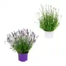 Bild 1 von GARDENLINE Lavendel