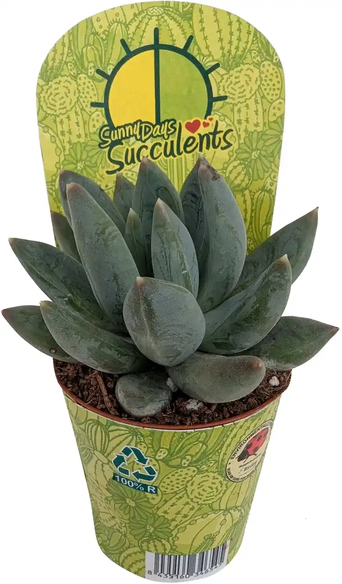 Bild 1 von Cactaceae Sukkulenten im 5,5 cm Topf