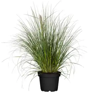 Cortaderia selloana Rosea Pampasgras 19 cm Topf
