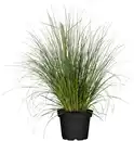 Bild 1 von Cortaderia selloana Rosea Pampasgras 19 cm Topf