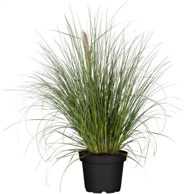 Bild 1 von Cortaderia selloana Rosea Pampasgras 19 cm Topf