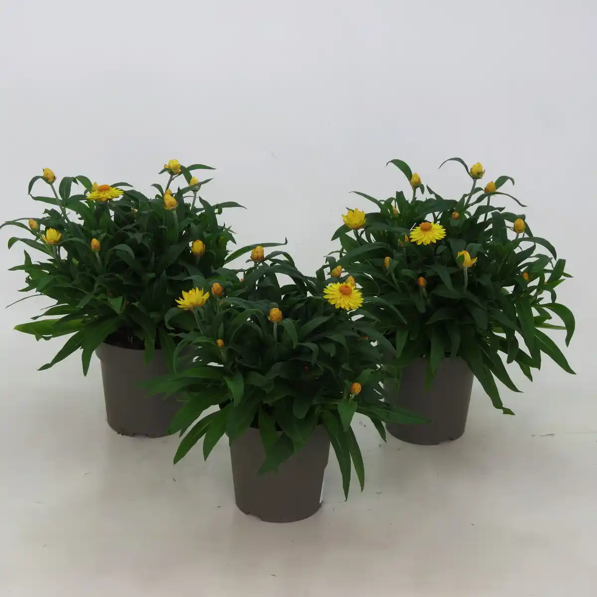 Bild 2 von Strohblume, Helichrysum bracteantha, Blüte: gemischt, einfach