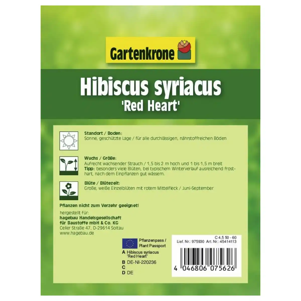 Bild 2 von Garteneibisch, Hibiscus syriacus »Red Heart«, Blätter: grün, Blüten: zweifarbig