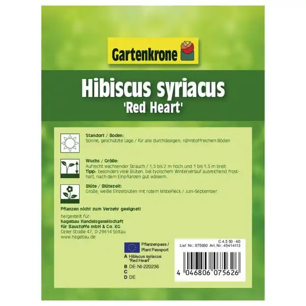 Bild 2 von Garteneibisch, Hibiscus syriacus »Red Heart«, Blätter: grün, Blüten: zweifarbig