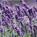 Bild 2 von Lavendel