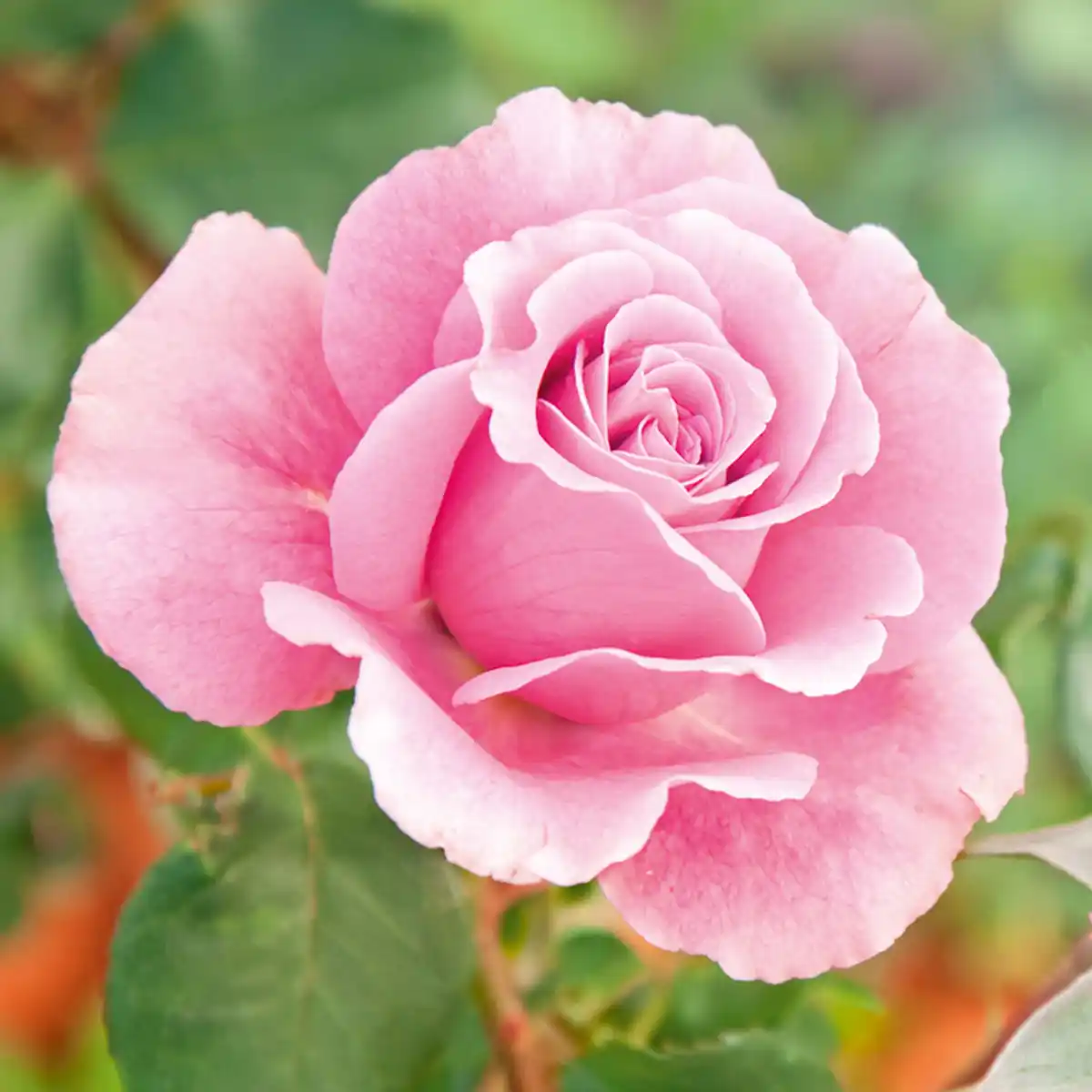 Bild 2 von Finest Garden Freiland Rose