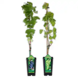 Veredelte kernarme Vitis Vinifera Tafeltrauben