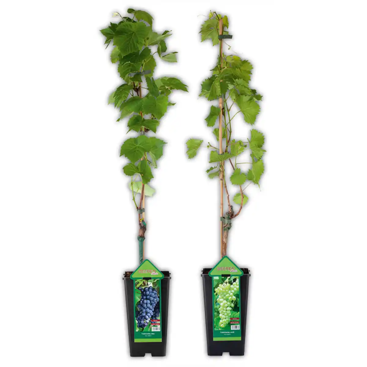 Bild 1 von Veredelte kernarme Vitis Vinifera Tafeltrauben