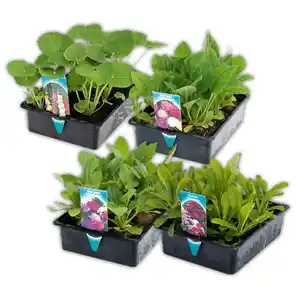 Sommer-Jungpflanzen
