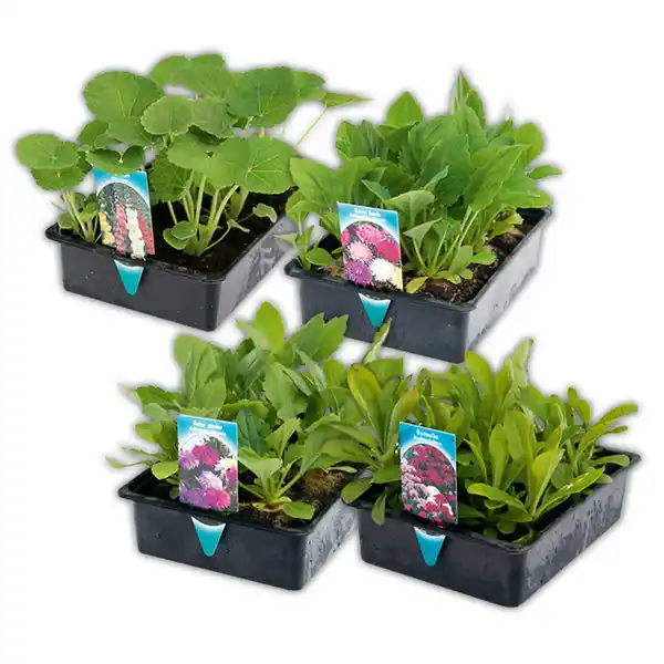 Bild 1 von Sommer-Jungpflanzen