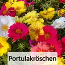Bild 4 von Sommer-Jungpflanzen