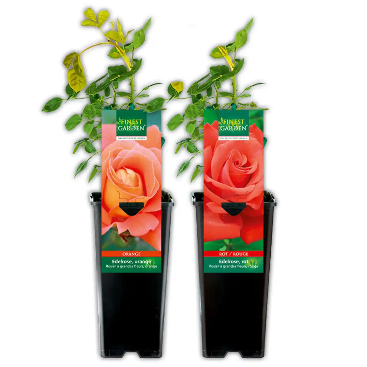 Bild 1 von Finest Garden Freiland Rose