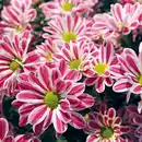 Bild 2 von Chrysanthemen