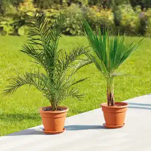 Große Terrassenpalme