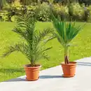 Bild 1 von Große Terrassenpalme