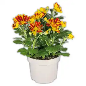 Chrysanthemen