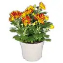 Bild 1 von Chrysanthemen